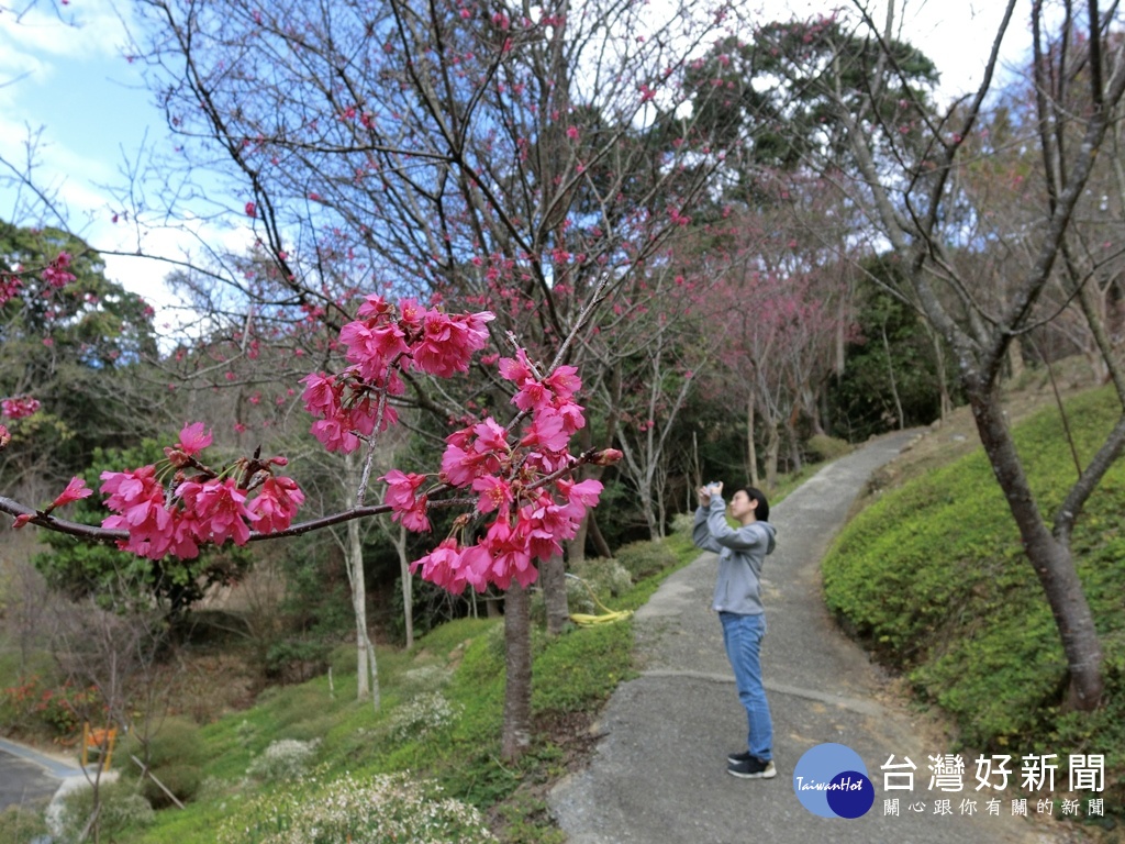 東勢林場種植約3000株品系不同,花期可以到三月份。(圖/記者王丰和攝)
