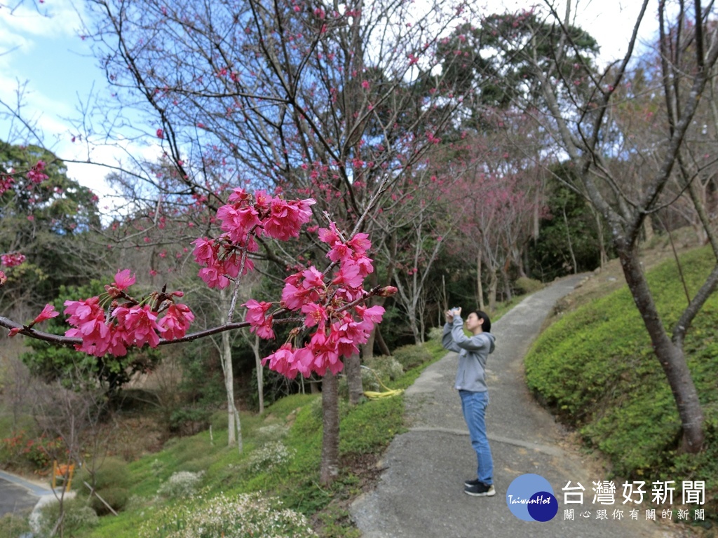 東勢林場種植約3000株品系不同，花期可以到三月份。（圖／記者王丰和攝）