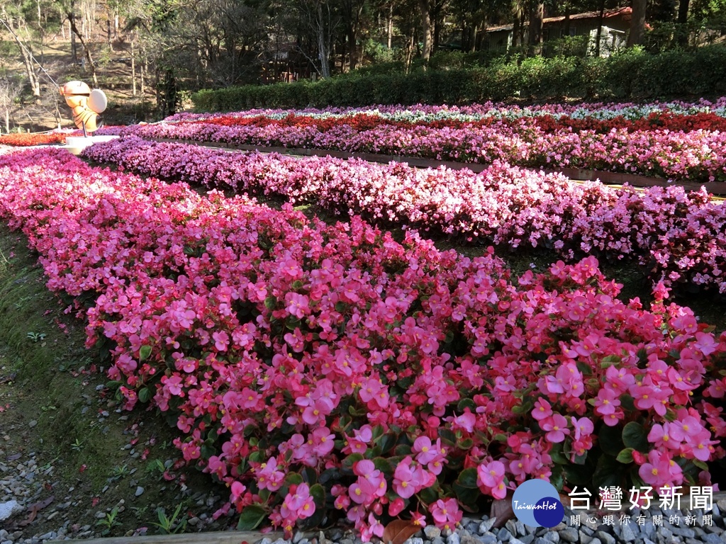 東勢林場內的熱鬧小花海很是吸睛。(圖/記者王丰和攝)
