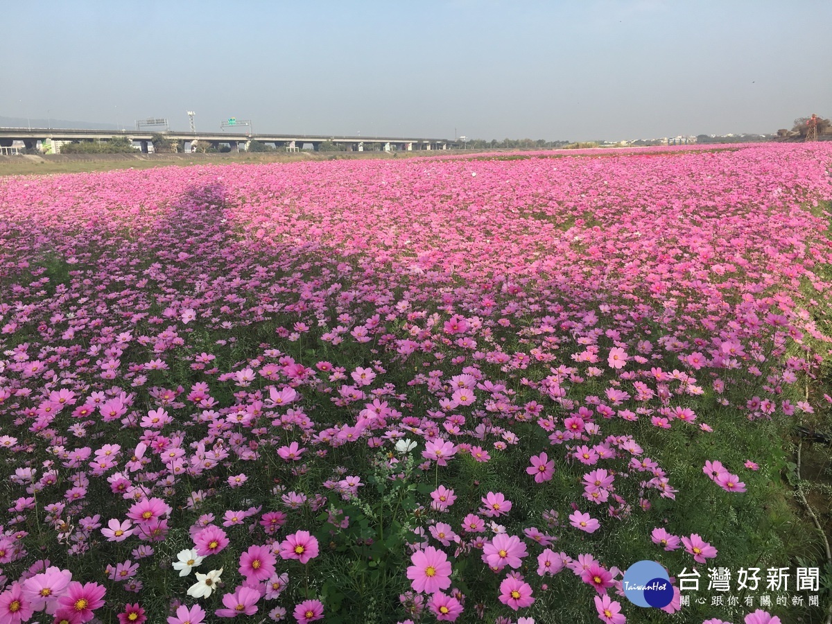 清晨黃昏徜徉在繽紛色彩中非常享受。（記者扶小萍攝）