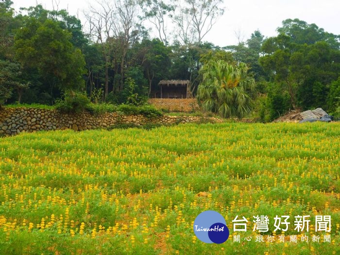 桃園市長鄭文燦特別宣布2019戀戀魯冰花季提前於2月9日至2月24日在龍潭大北坑、三水及三和社區登場!