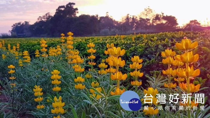 桃園市長鄭文燦特別宣布2019戀戀魯冰花季提前於2月9日至2月24日在龍潭大北坑、三水及三和社區登場!