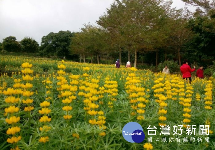 「2019戀戀魯冰花季」,在龍潭大北坑、三水及三和社區熱鬧登場!歡迎大家把握花期,來賞花。