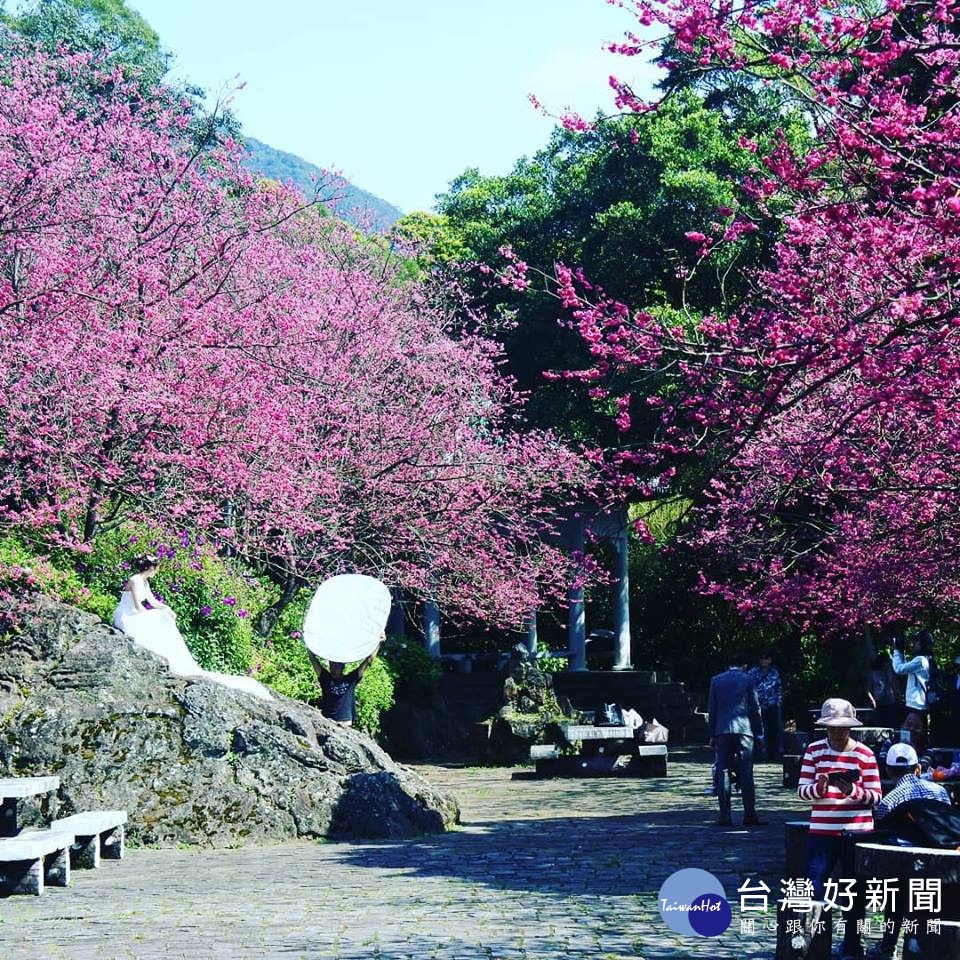 (圖/翻攝自臉書陽明山花季)