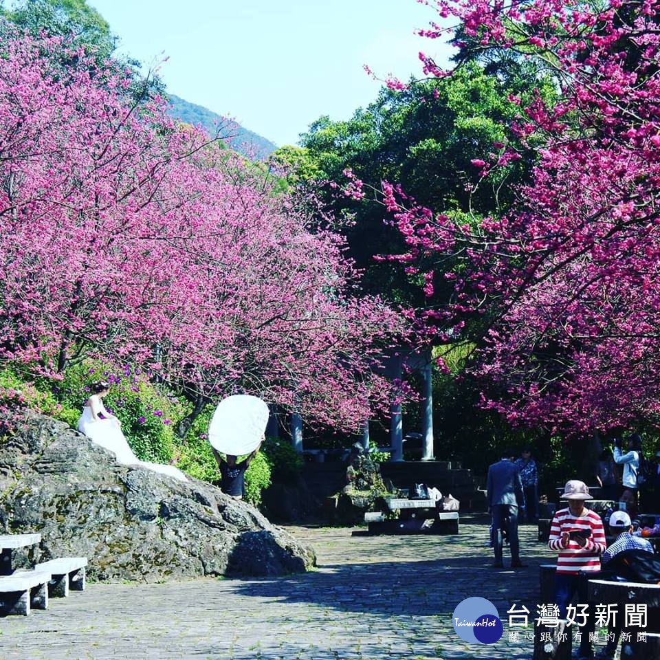 牽手觀櫻　陽明山花季粉紅浪潮來襲 台灣好新聞 第3張