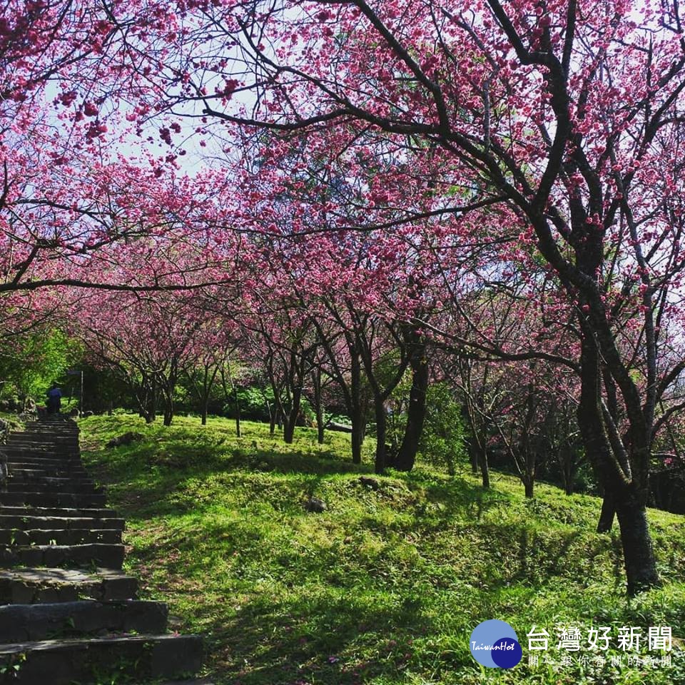 牽手觀櫻　陽明山花季粉紅浪潮來襲 台灣好新聞 第1張