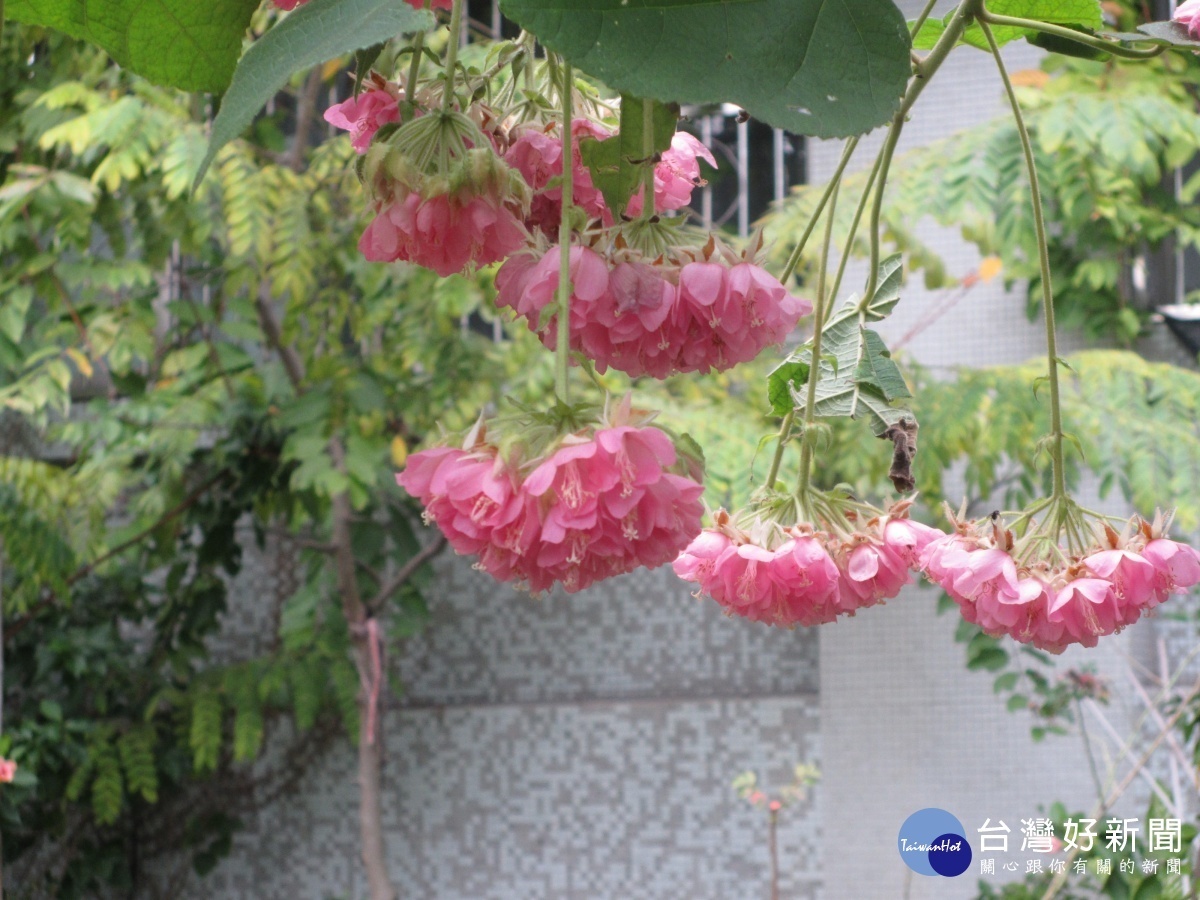 數十朵像鈴鐺般的小紅花組成的繖形花序向下懸吊生長 又稱吊芙蓉（圖／台北市工務局提供）