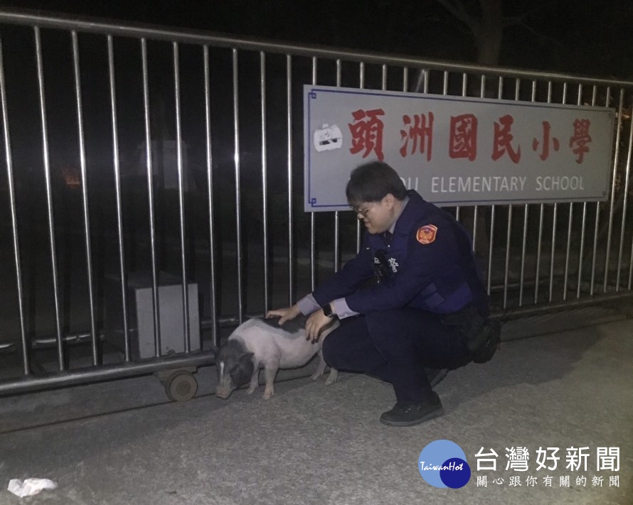 1隻麝香豬獨自逛大街亂竄，警方找到小豬主人順利將小豬送回。