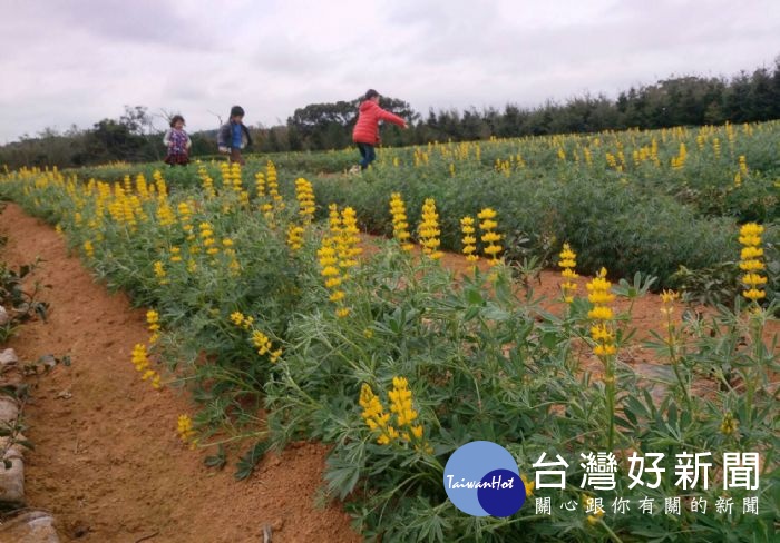 品茗吃客庄美食　欣賞金黃璀璨魯冰花海　 台灣好新聞 第2張