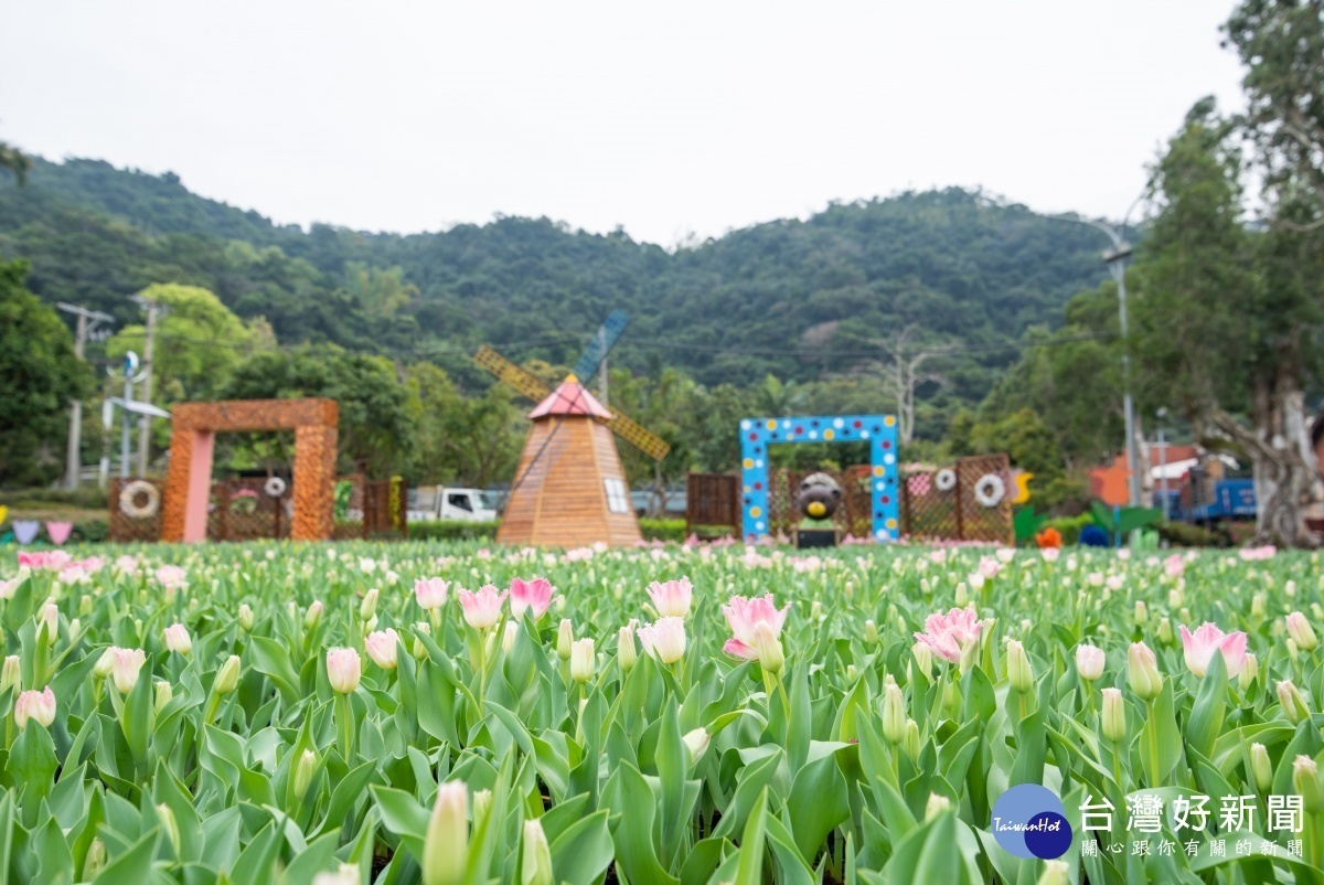 粉色羽狀鬱金香正悄悄綻放美麗的容顏(圖/台北市公園處提供)