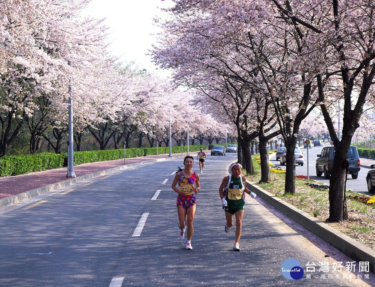一同奔跑在櫻花的粉色浪漫下，是時下最受歡迎的賞櫻方式。（圖／喜鴻假期提供）