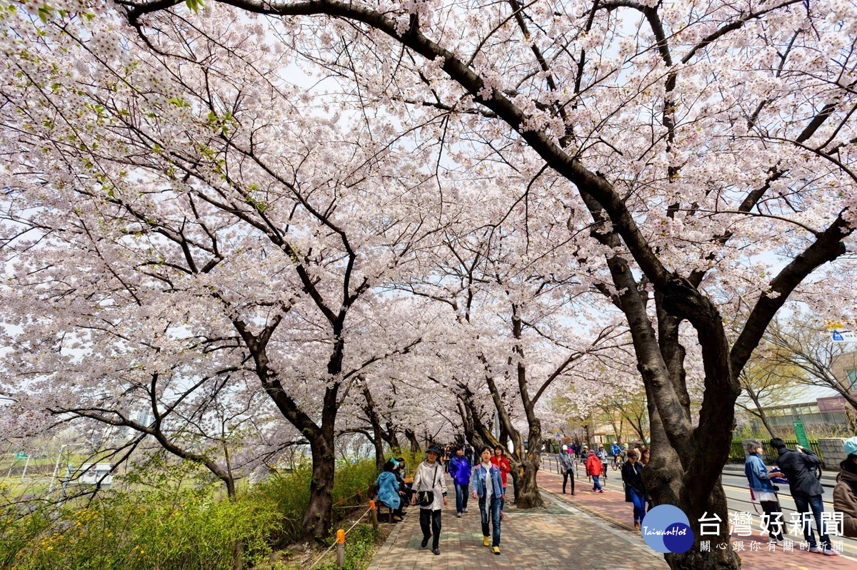 當超過1400餘株的櫻花樹盛開時，坐落於國會議事堂後方的輪中路，就會被裝飾成一條美輪美奐的櫻花隧道。（圖／喜鴻假期提供）