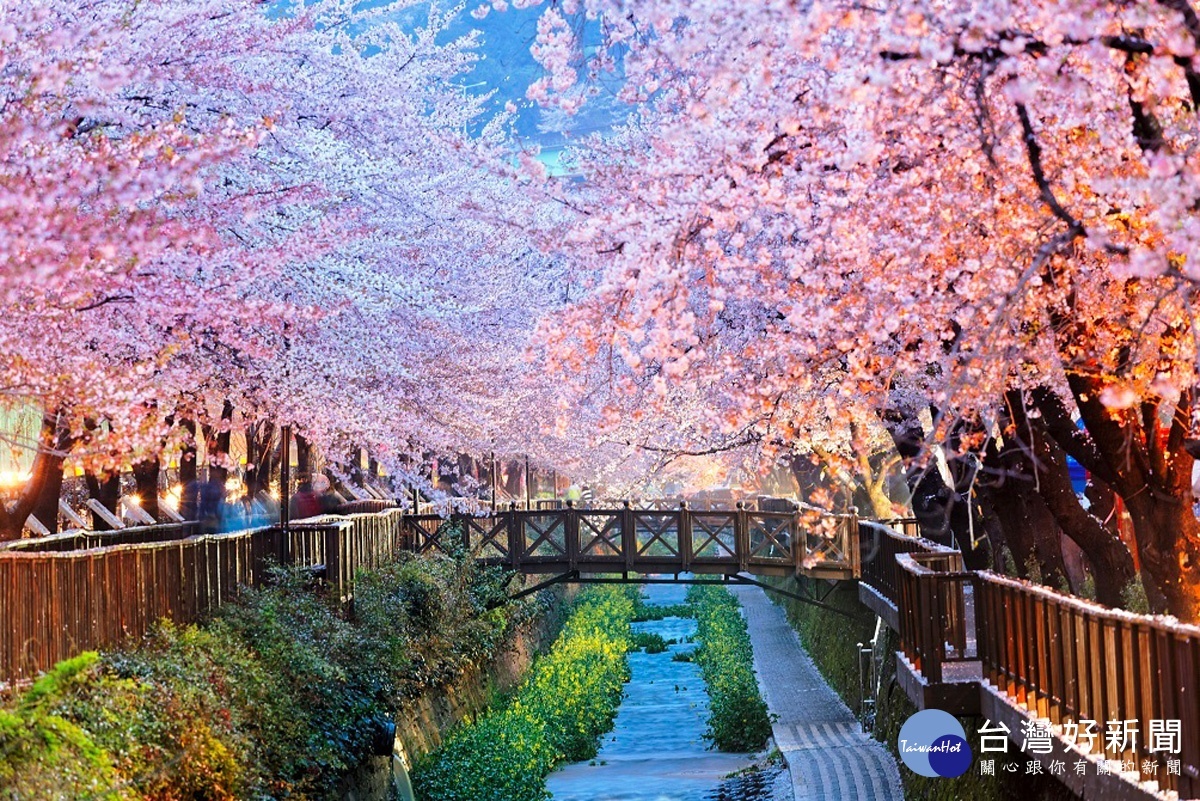 余佐川橋最後有規劃一片環境生態公園,夜晚時也可以去欣賞夜櫻的絕美景色。(圖/喜鴻假期提供)