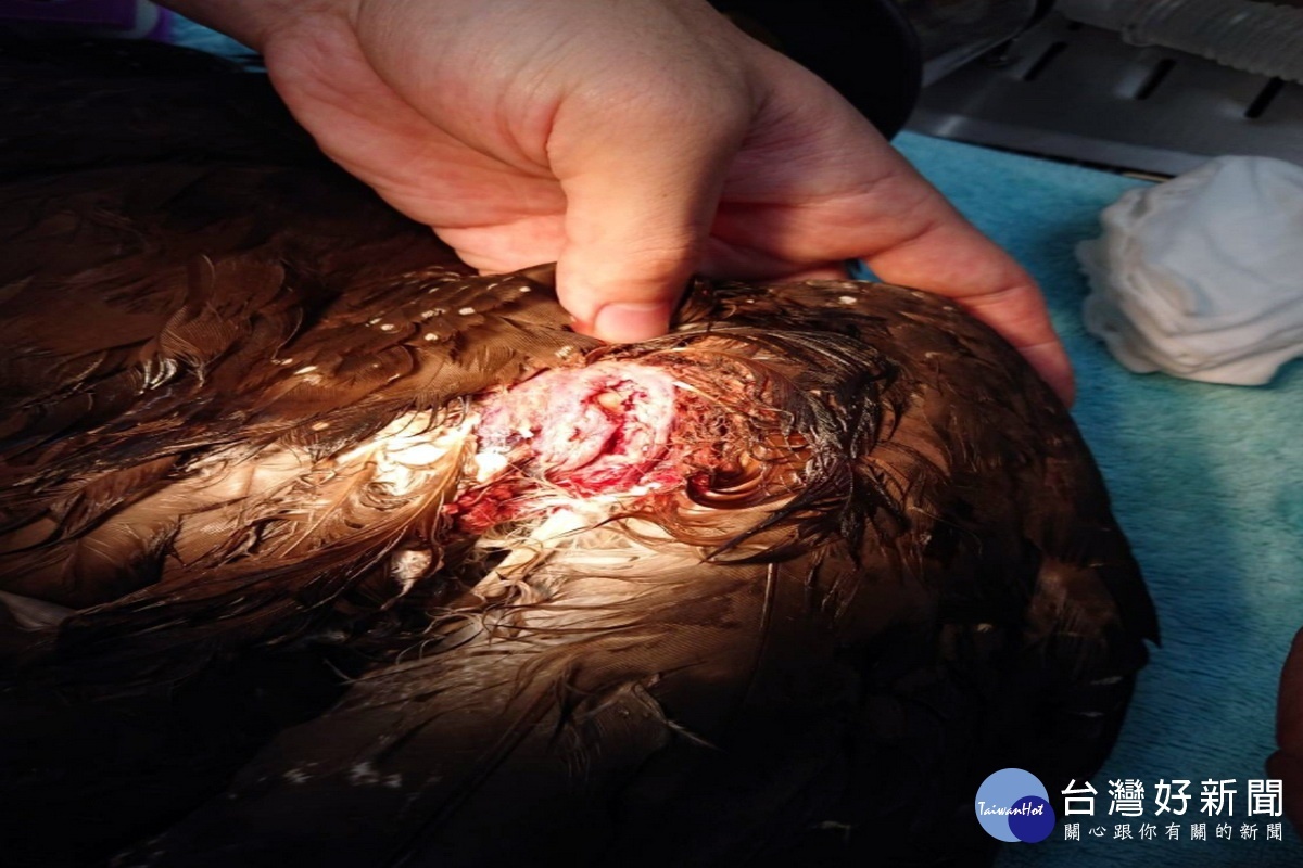 大冠鷲經桃園市野鳥學會檢查發現翅膀骨折嚴重受傷。（野鳥學會提供）