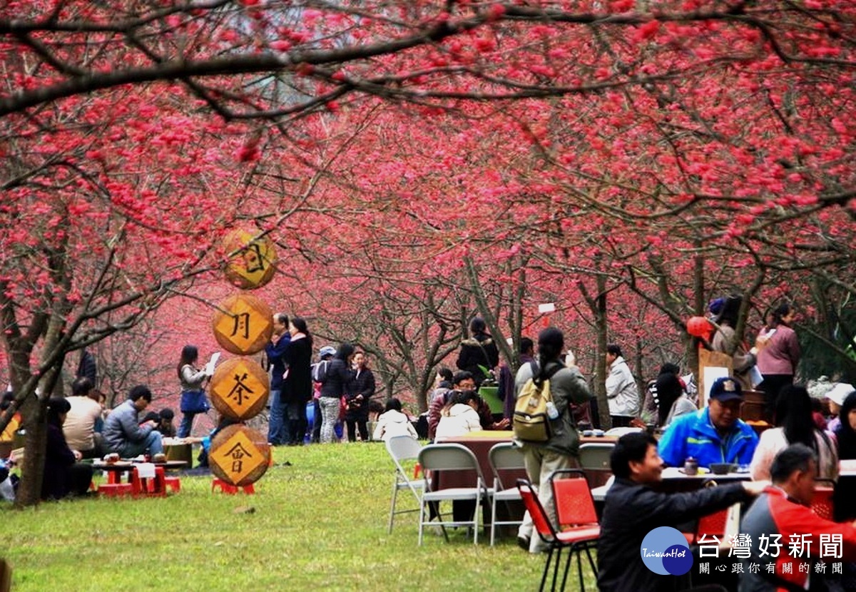 遊客悠閒的在櫻花樹下品茗日月潭精品紅茶。(資料照片)