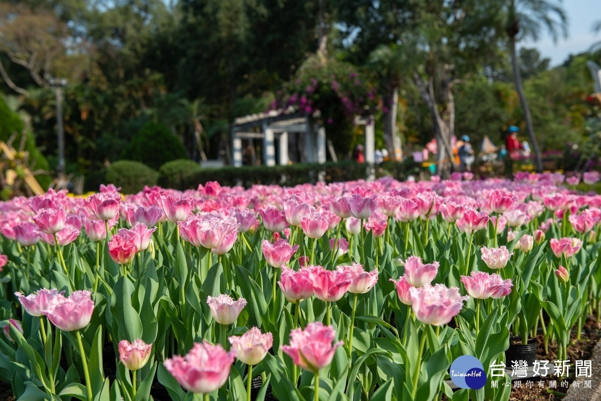 難得一見的粉色羽狀鬱金香（圖／台北市公園處提供）