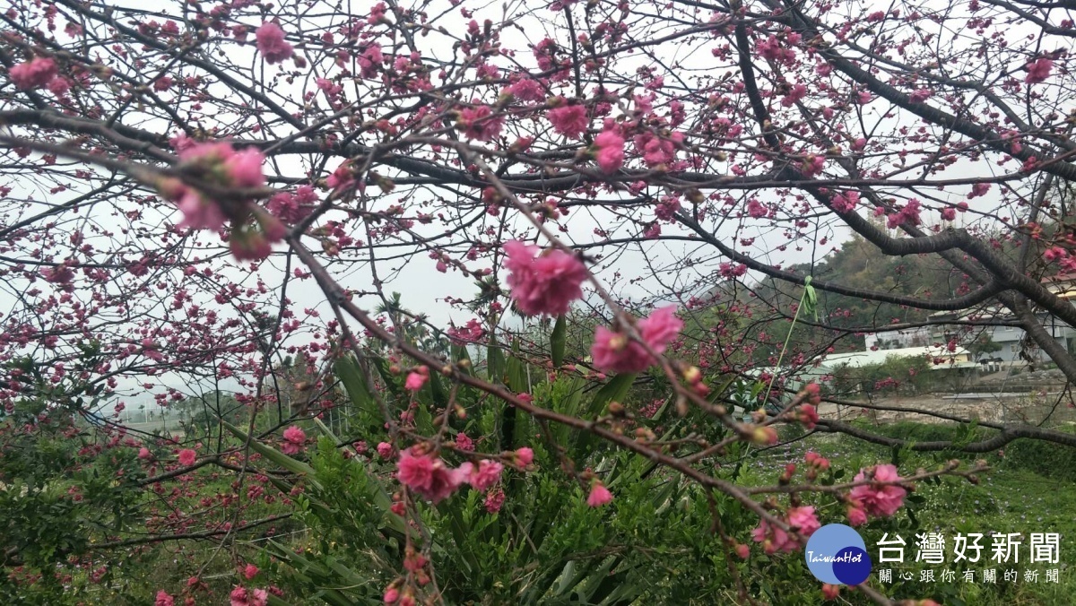 大坑步道百花盛開