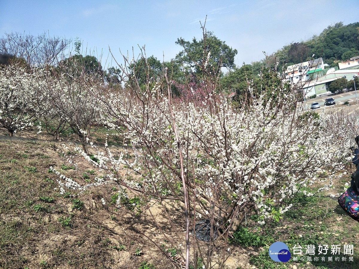 圖/記者鄧富珍攝