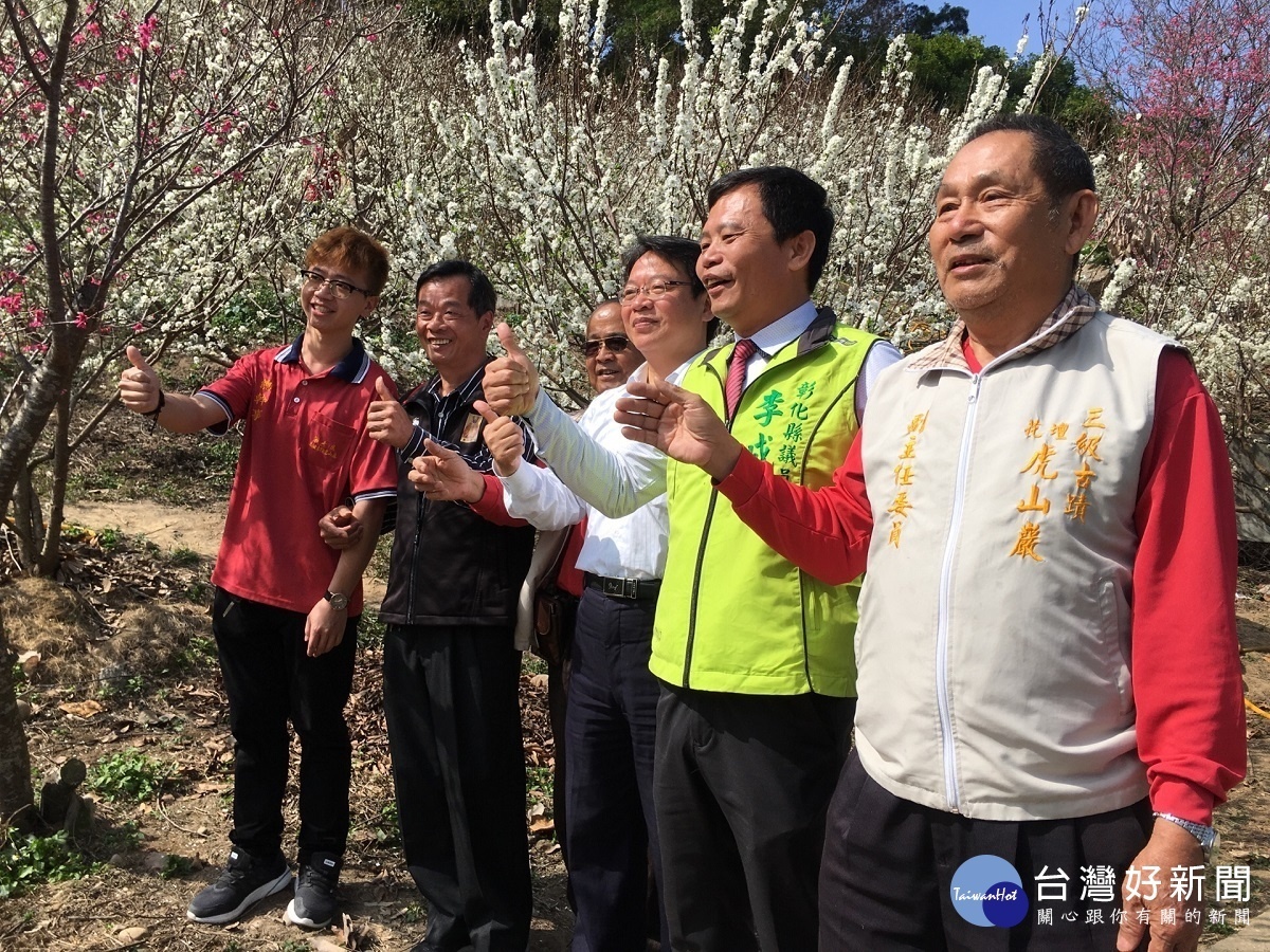 宛如少女粉上胭脂 花壇虎山岩李花雪白花朵浪漫現蹤跡