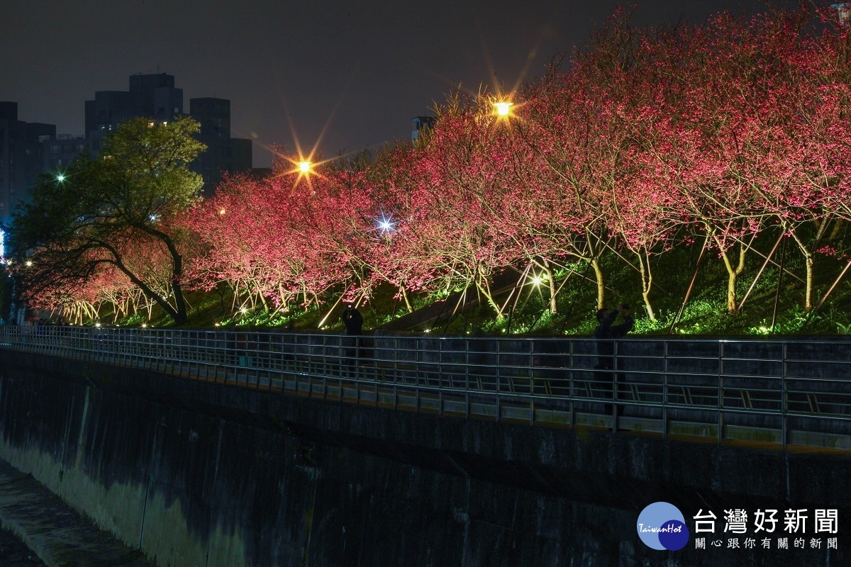 越夜越美麗　內湖樂活公園八重櫻浪漫綻放（圖／台北市公園處提供）