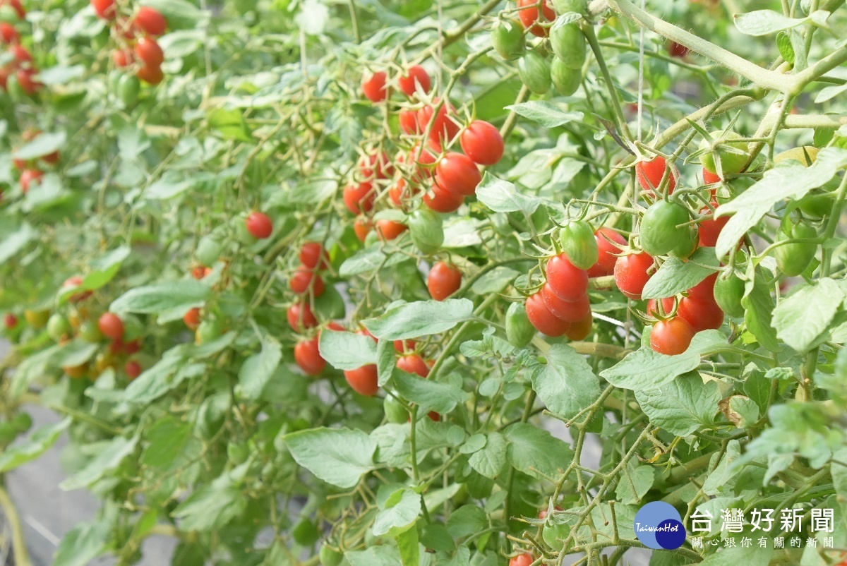 小果番茄評鑑冠軍果園的番茄。