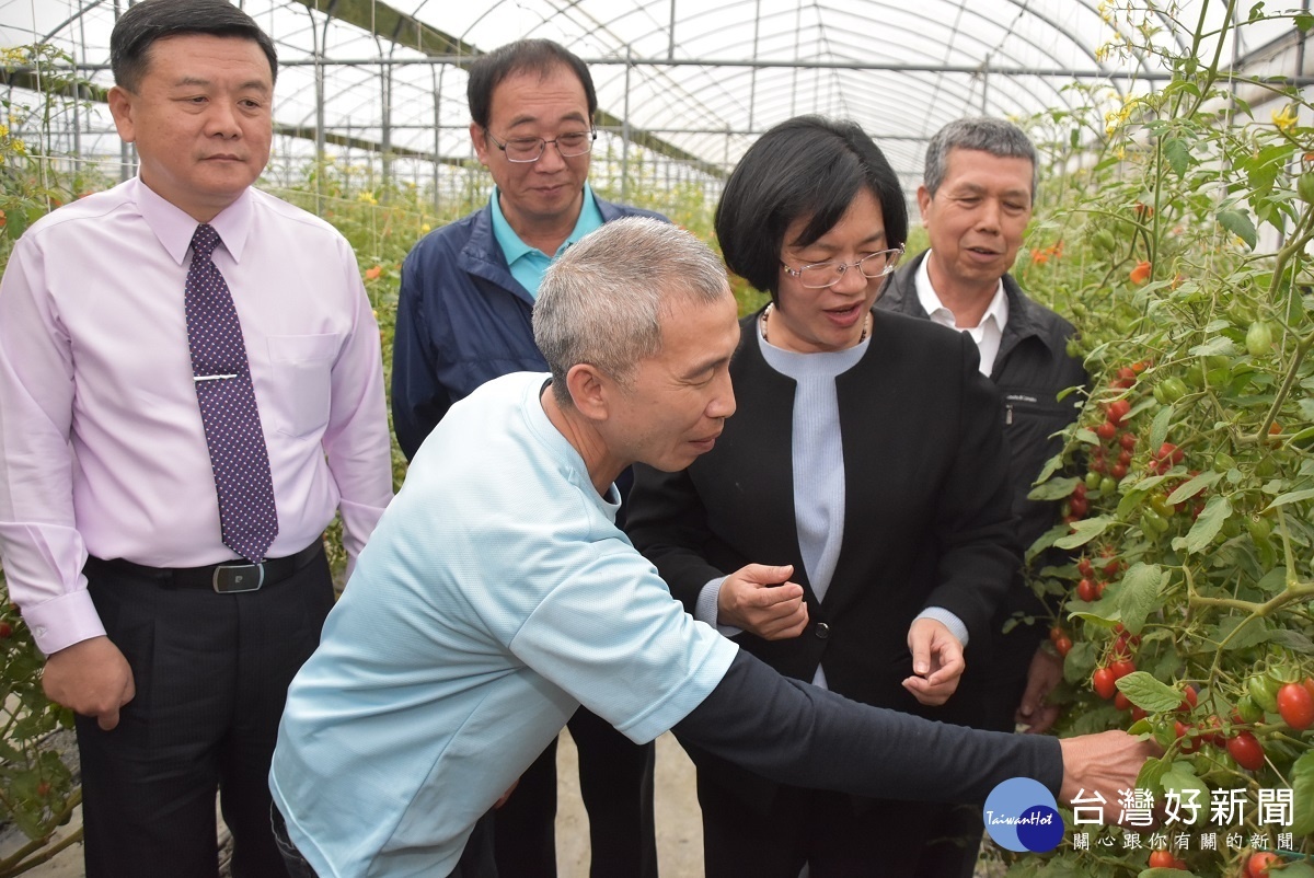 彰化小果番茄品質冠全台　縣府建構行銷平台 台灣好新聞 第1張