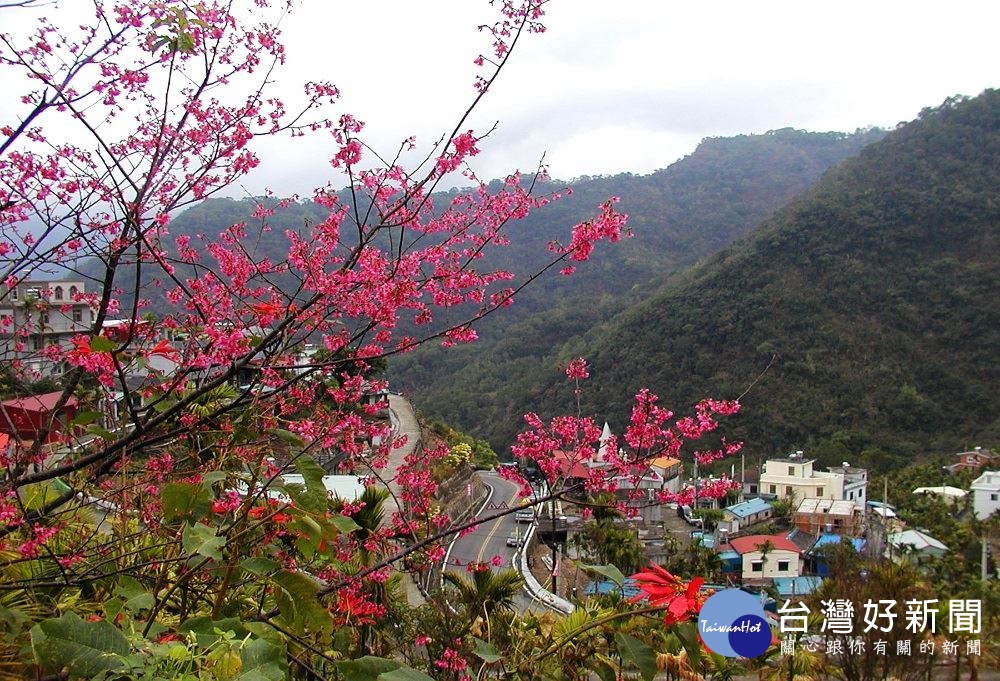 霧台櫻花王（圖／屏東縣政府提供）