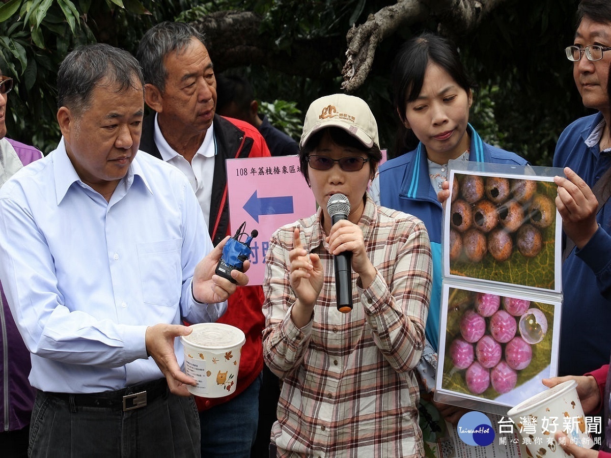 整合防治荔枝椿象　農委會籲農民把握關鍵防治時機 台灣好新聞 第2張