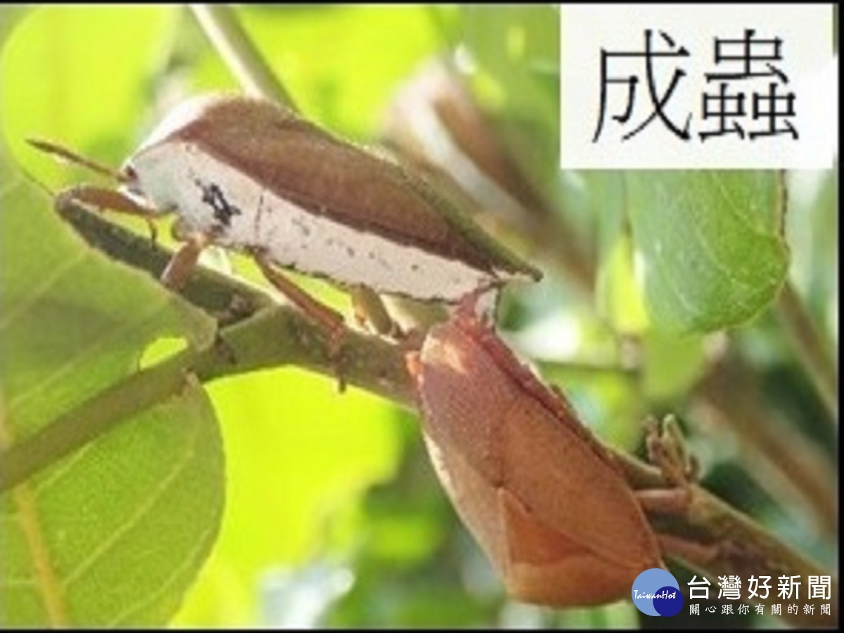 整合防治荔枝椿象　農委會籲農民把握關鍵防治時機 台灣好新聞 第5張