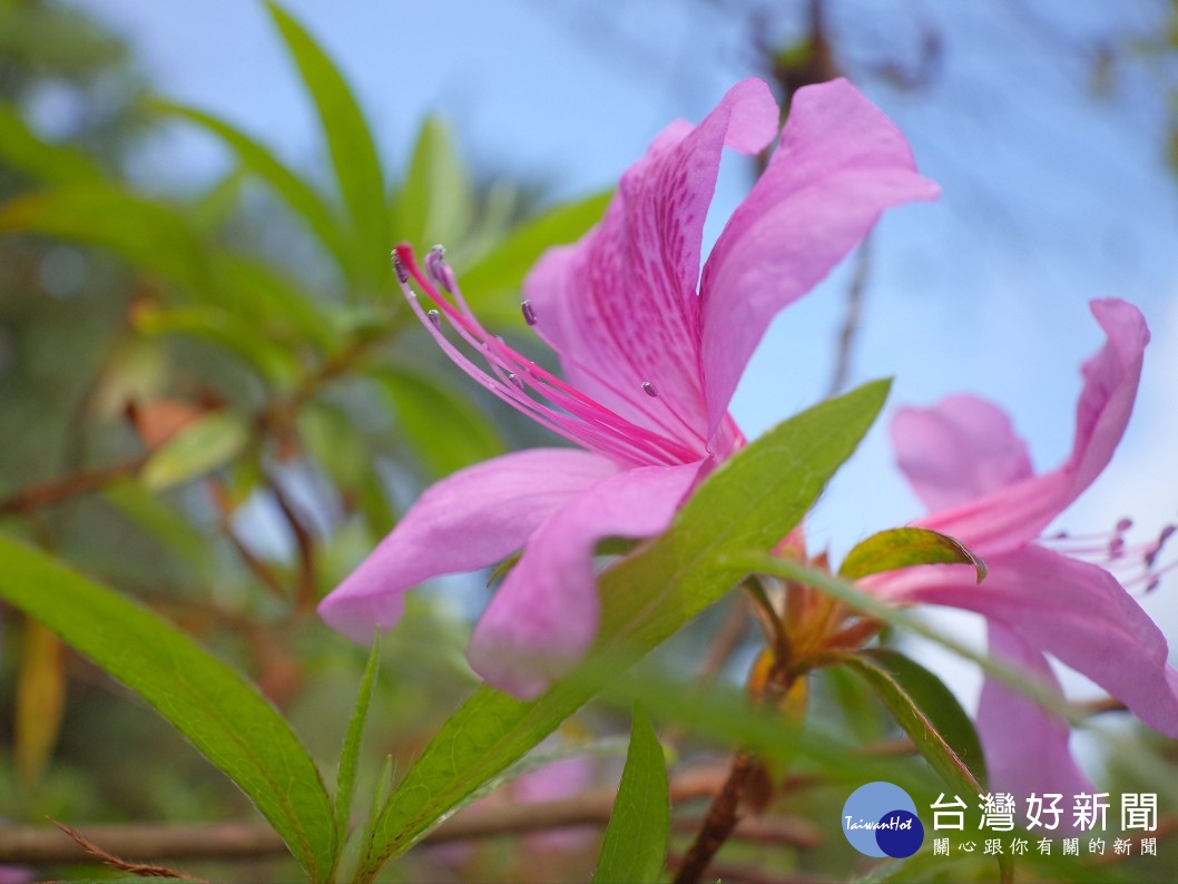 因其葉似柳,又稱為柳葉杜鵑