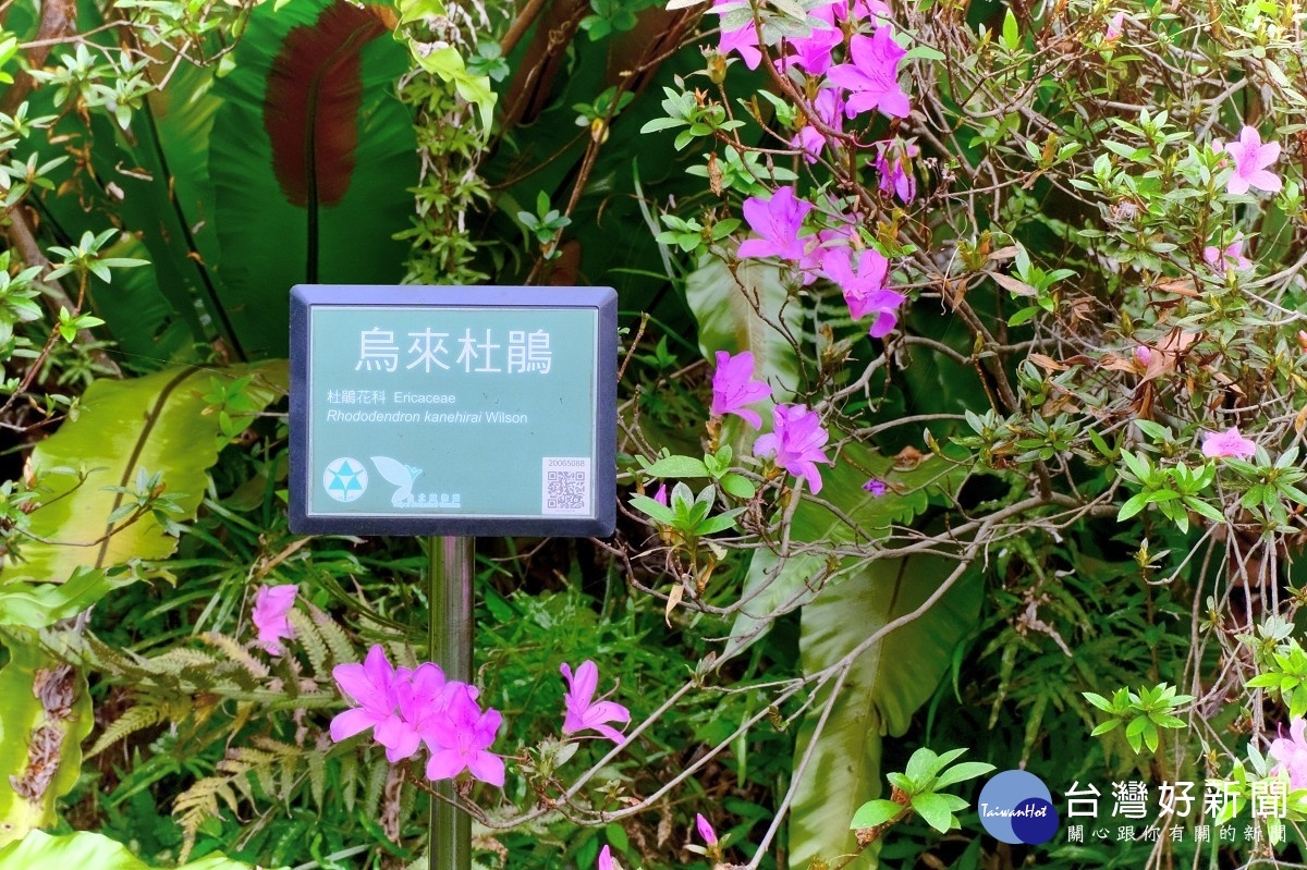 台北植物園的烏來杜鵑栽植於雙子葉植物區外圍綠籬