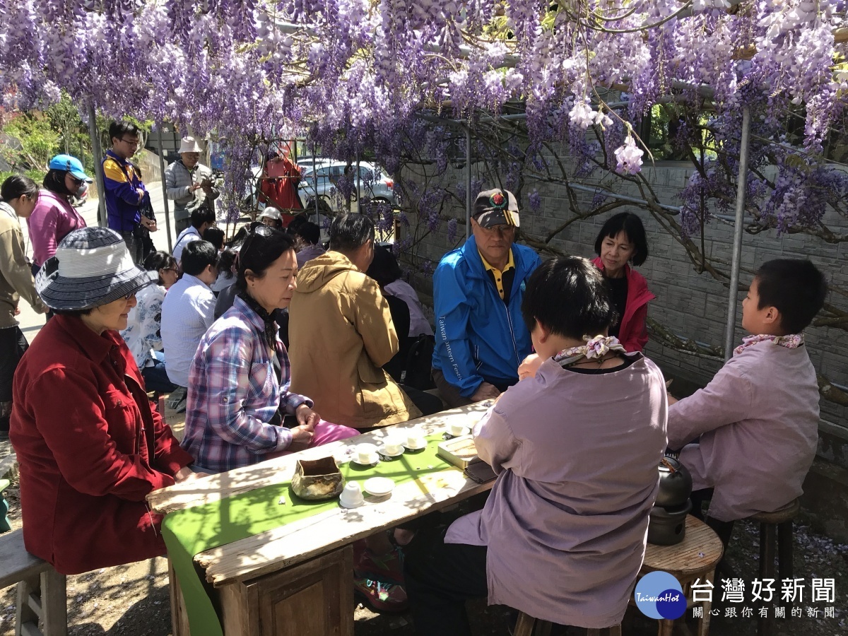 瑞里紫藤花季3月花開，推出花下茶席、咖啡烘焙體驗
