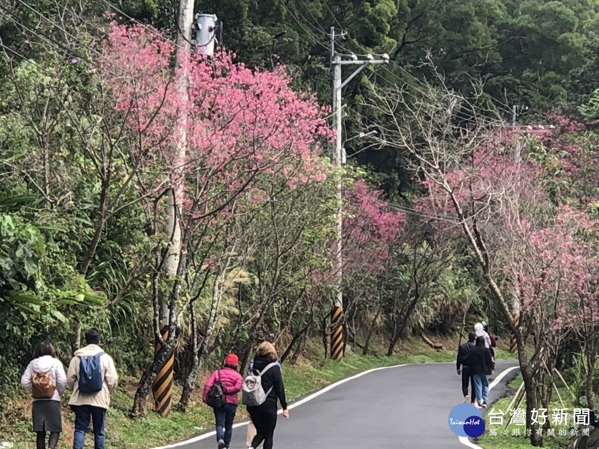 搭輕軌遊淡水　228連假賞櫻趣 台灣好新聞 第4張