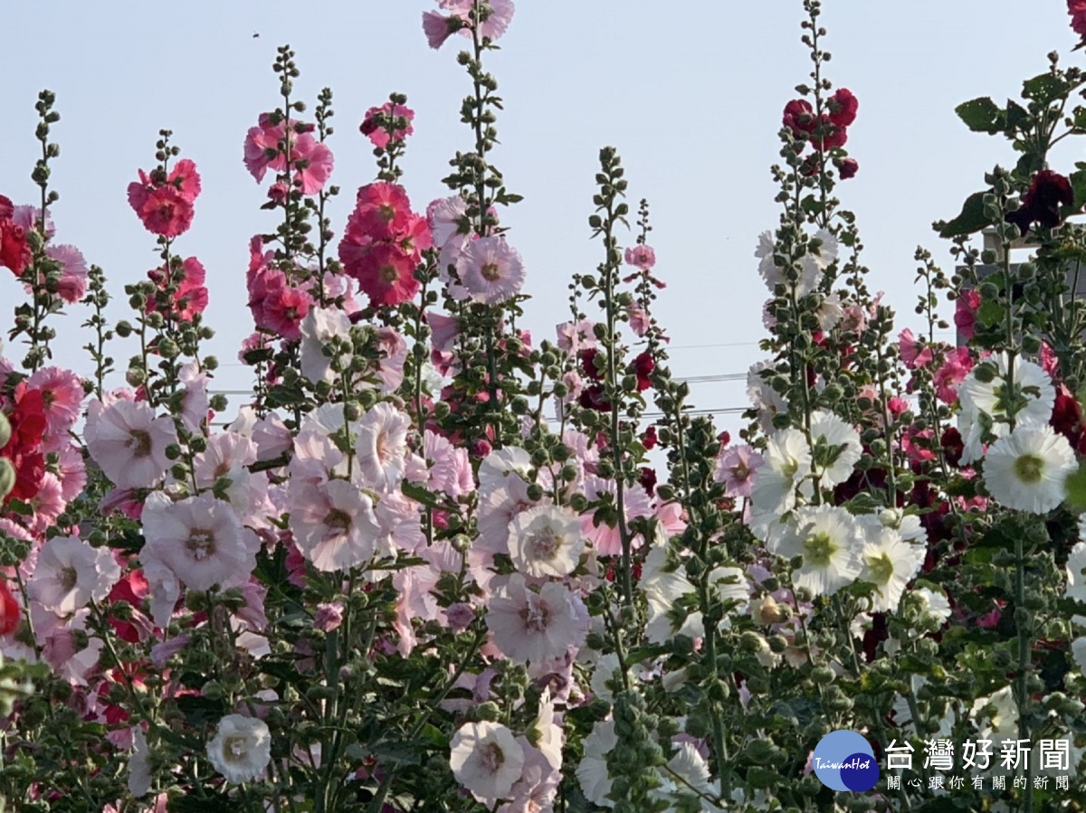 學甲蜀葵花海佔地5公頃　花開八成民眾驚艷 台灣好新聞 第2張