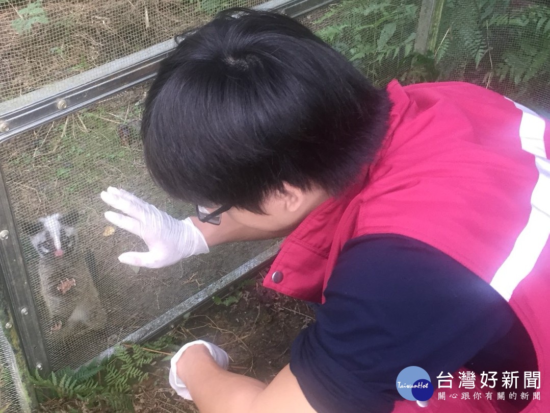 白鼻心野放重回大自然　新北動保處：勿私自飼養或轉賣以免觸法 台灣好新聞 第2張