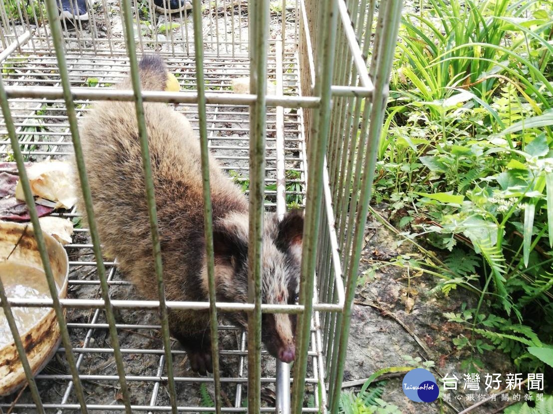 白鼻心野放重回大自然　新北動保處：勿私自飼養或轉賣以免觸法 台灣好新聞 第1張