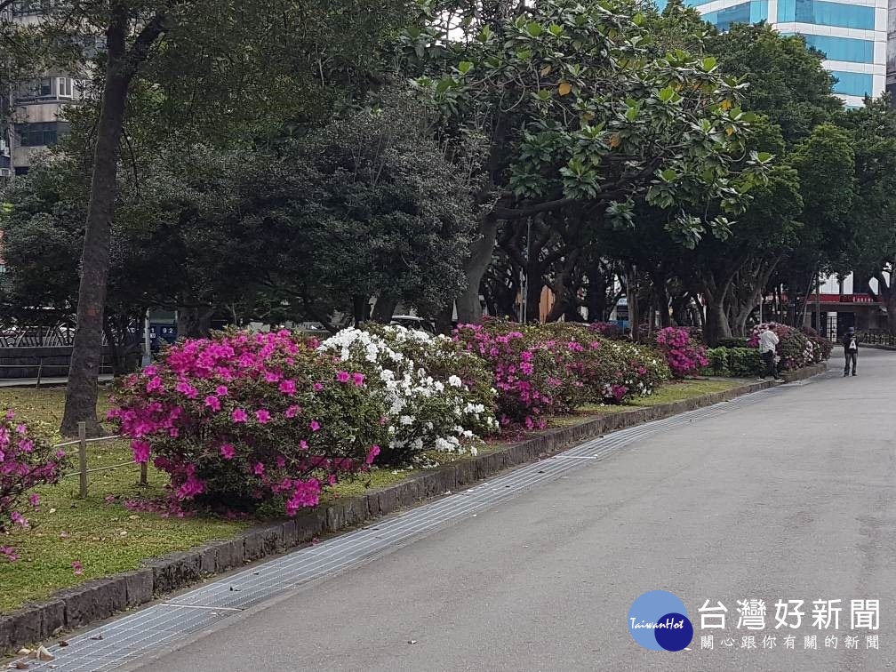 二二八和平公園杜鵑花已陸續綻放（圖／台北市公園處提供）