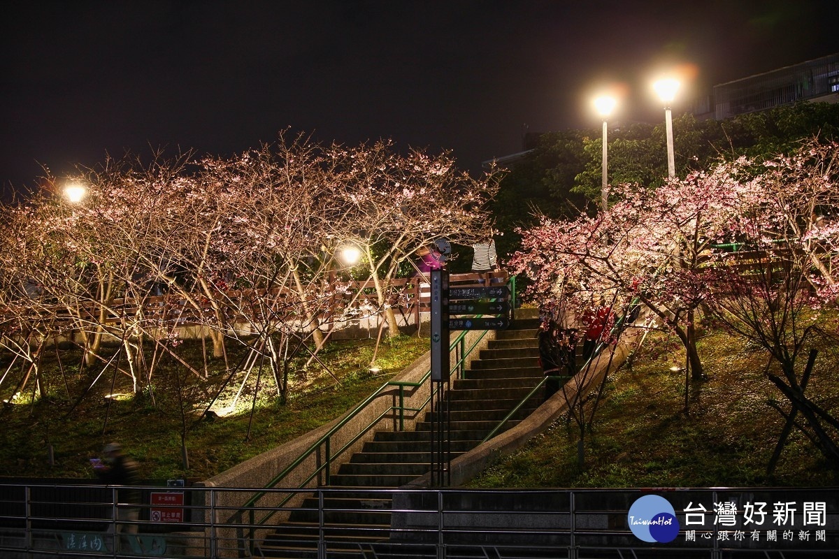 樂活夜櫻季越夜越美麗（圖／台北市公園處提供）