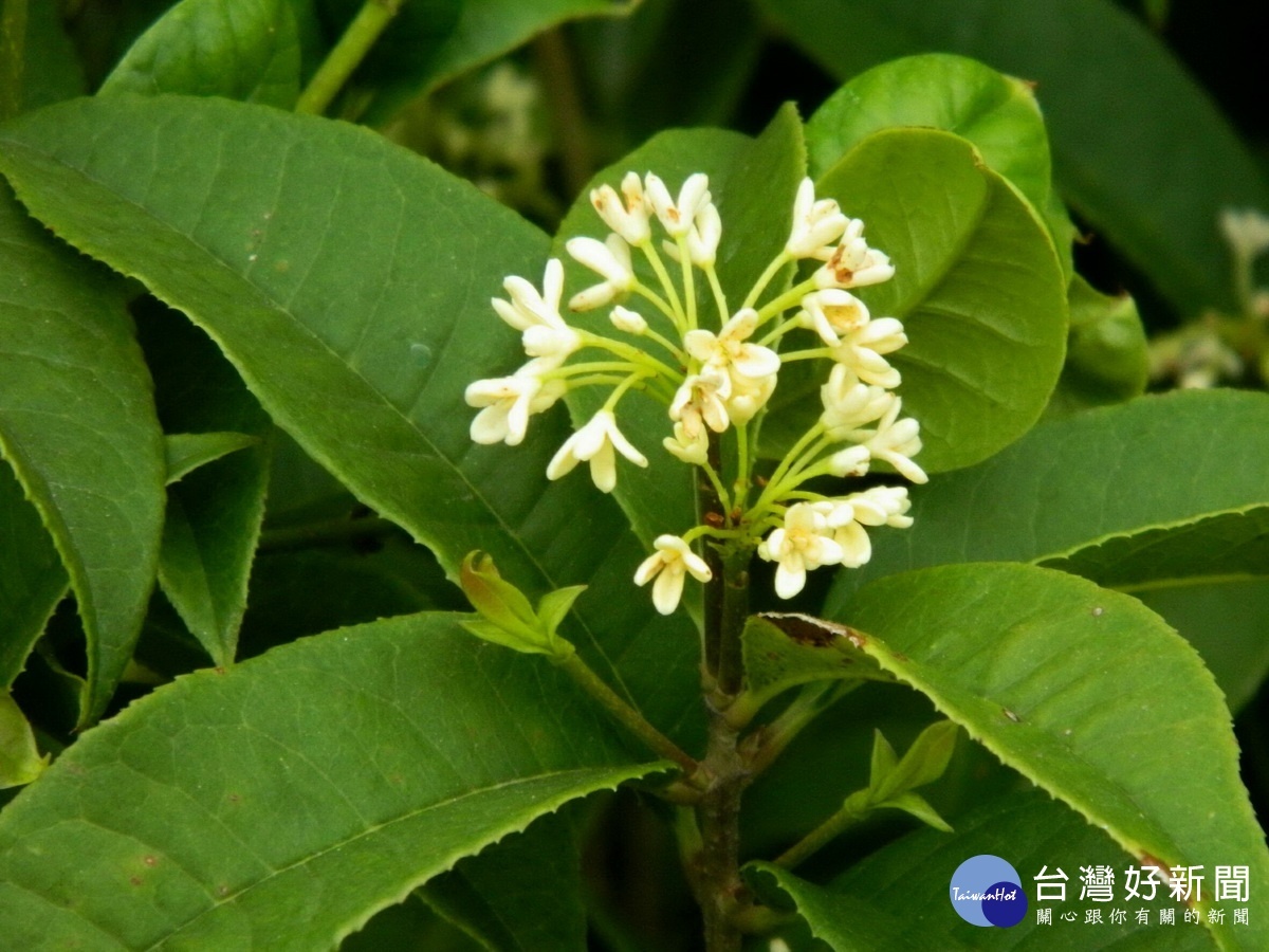 植樹節捐發票換花苗　南投林管處6處發放 台灣好新聞 第1張