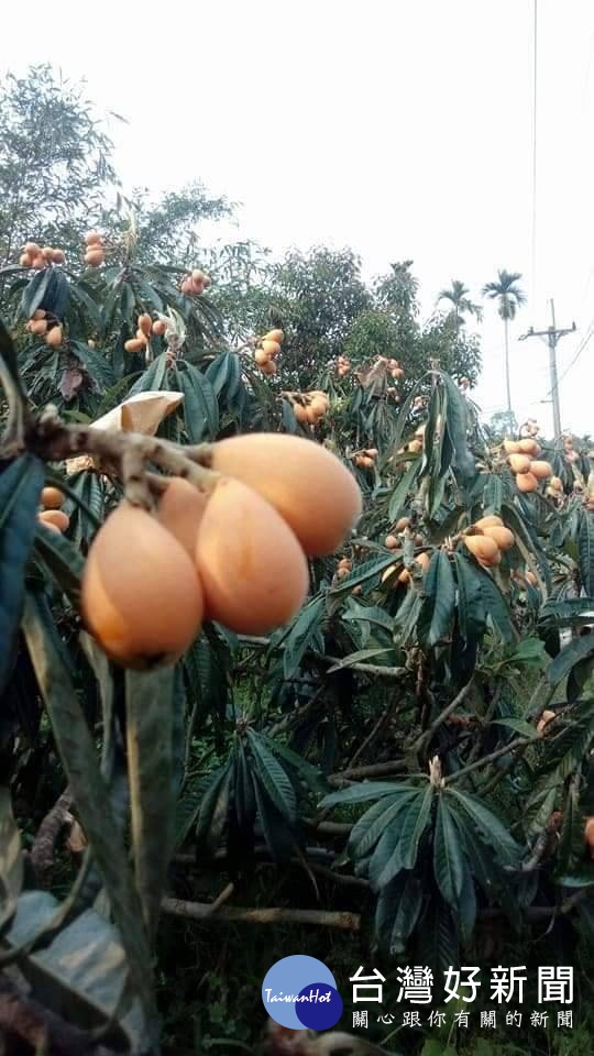 今年枇杷產量減半