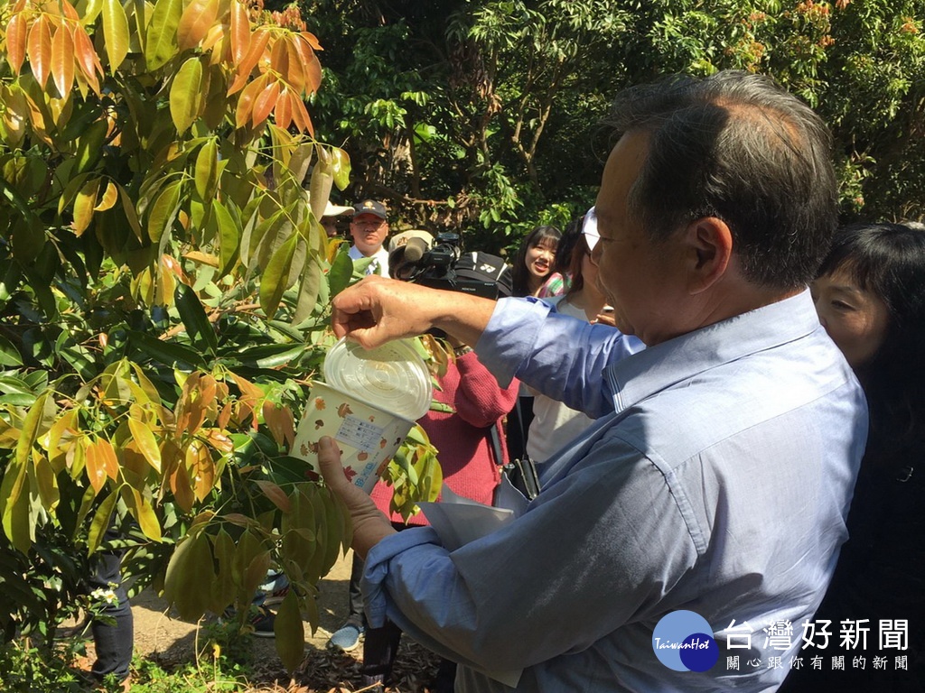 利用天敵「平腹小蜂」　降低荔枝椿象族群數 台灣好新聞 第1張