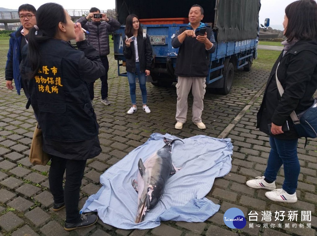 稀有長吻真海豚尾鰭纏繞漁網　陳屍基隆望海巷潮間帶 台灣好新聞 第1張