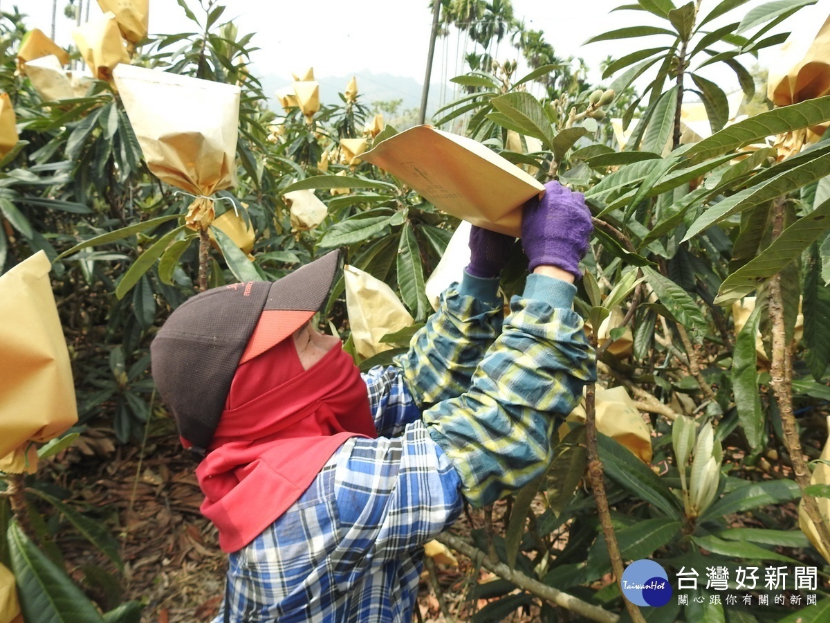 投縣枇杷梅作物獲中央列現金救助　申請至3月13日止 台灣好新聞 第3張