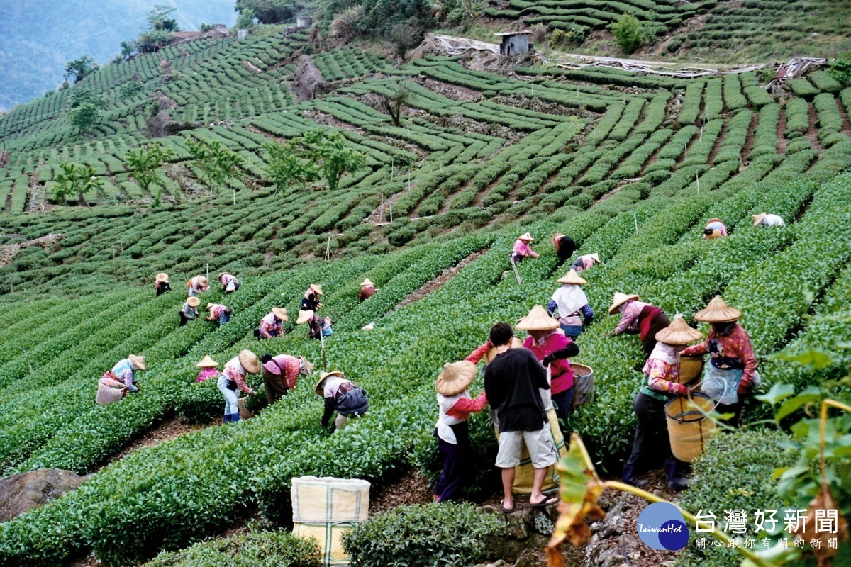 嘉縣、雲縣茶、龍眼、荔枝受旱災損害　農委會公告符合天然災害現金救助 台灣好新聞 第1張