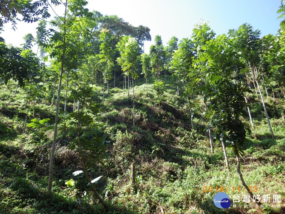 嘉義林管處推企業認養造林　310公頃可年減碳192萬公斤 台灣好新聞 第1張