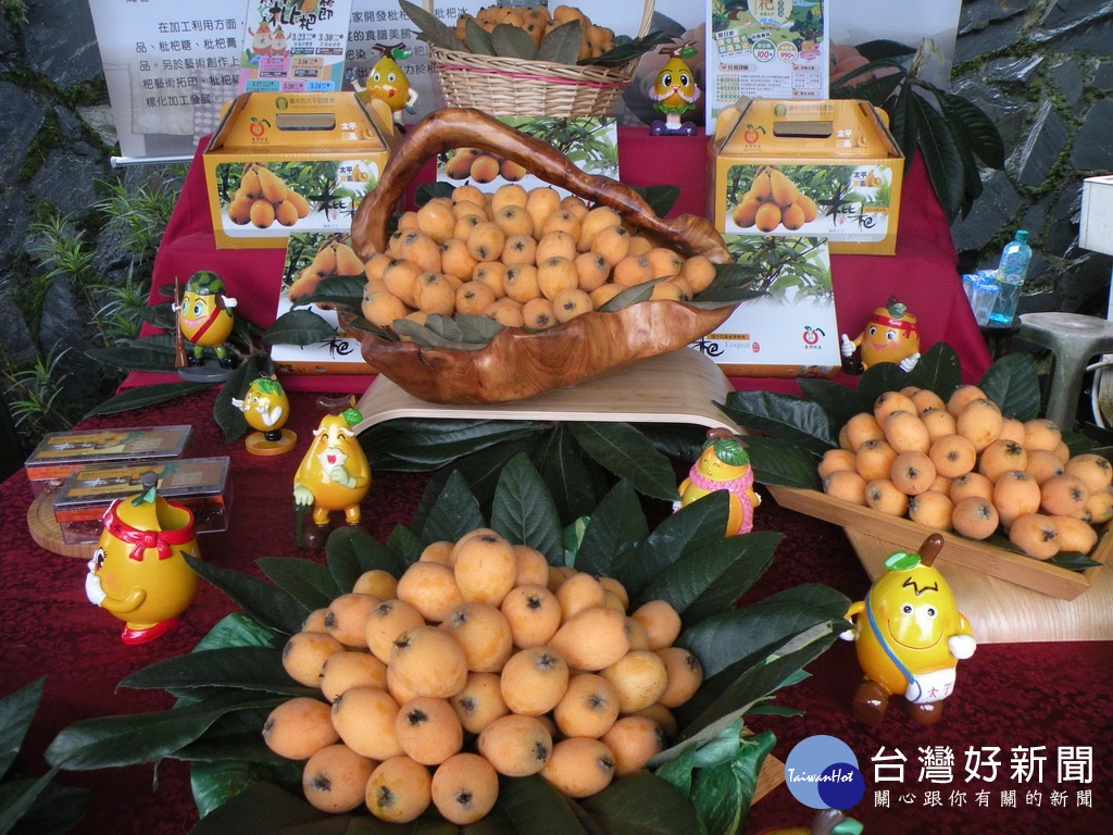 太平枇杷品質佳。林重鎣攝