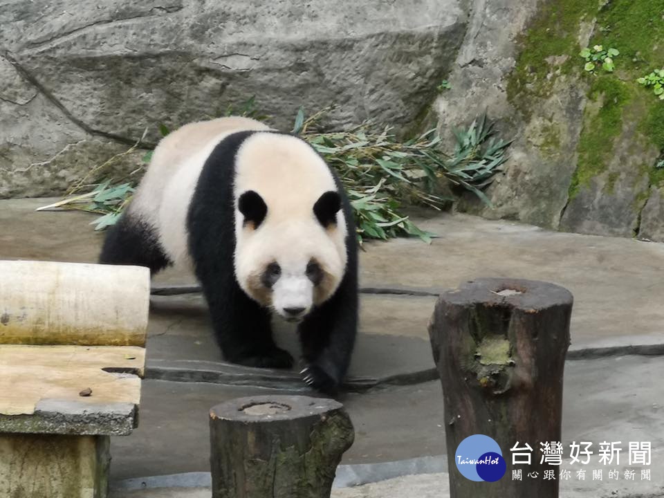 人大代表改口：送熊貓只是個人建議　潘恆旭：此案要過三關　 台灣好新聞 第1張