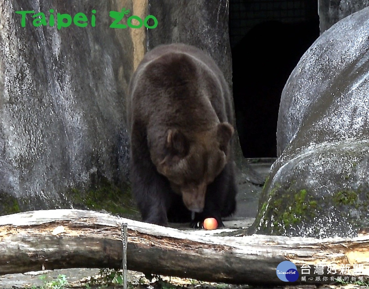 棕熊由室內步出戶外活動場，準備享用早餐。