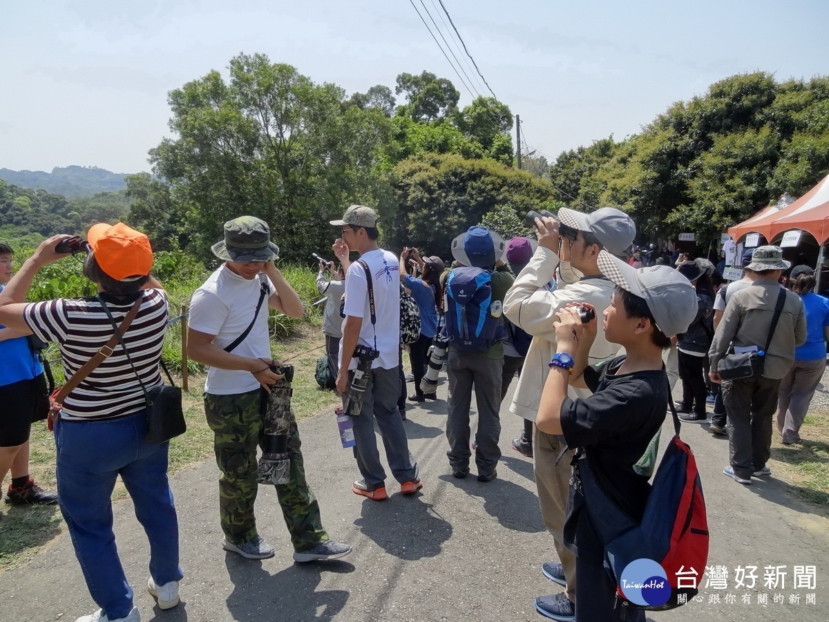 灰面鵟鷹春分前後過境中部　八卦山數量最多 台灣好新聞 第2張