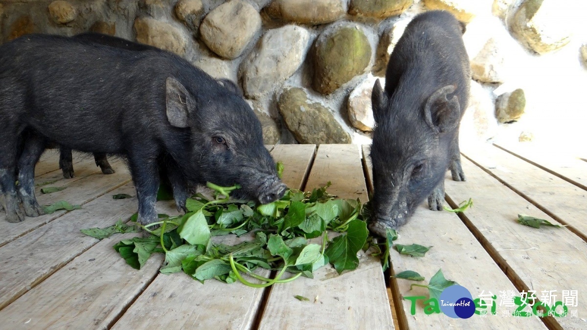 蘭嶼豬寶寶們每天吃得好、睡得飽，體重也增加了不少（圖／台北市立動物園提供）